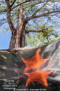 I found this starfish climbing over mangrove tree roots. ... by Susannah H. Snowden-Smith 